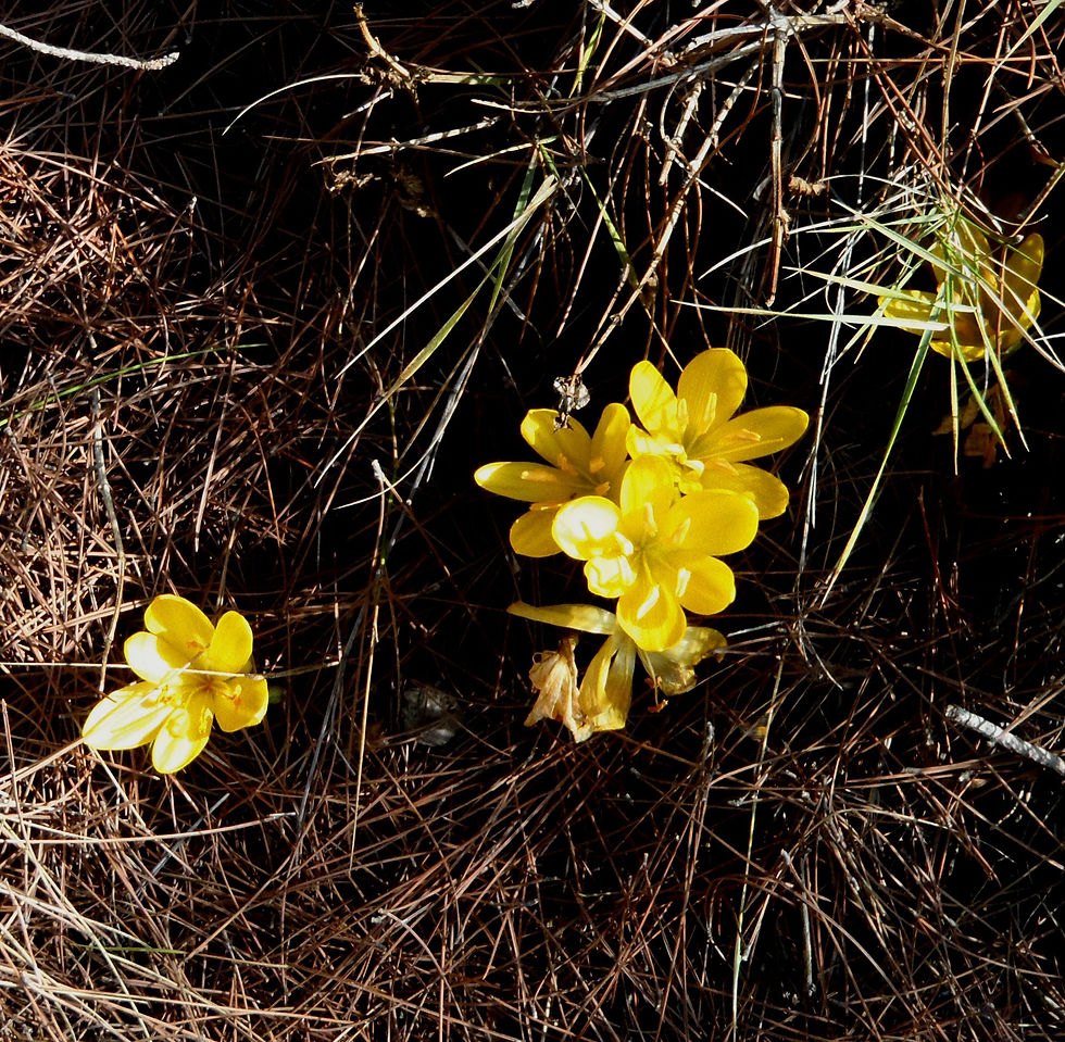 Sternbergia sicula