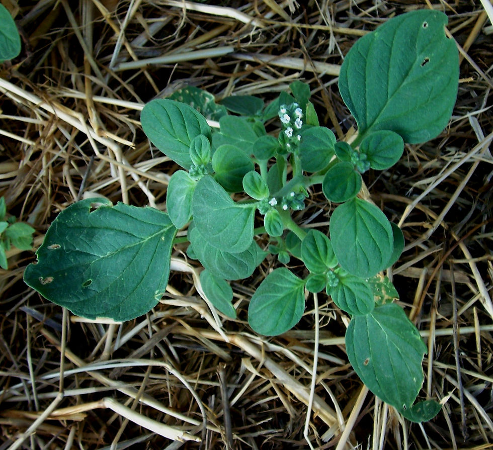 Heliotropium europaeum