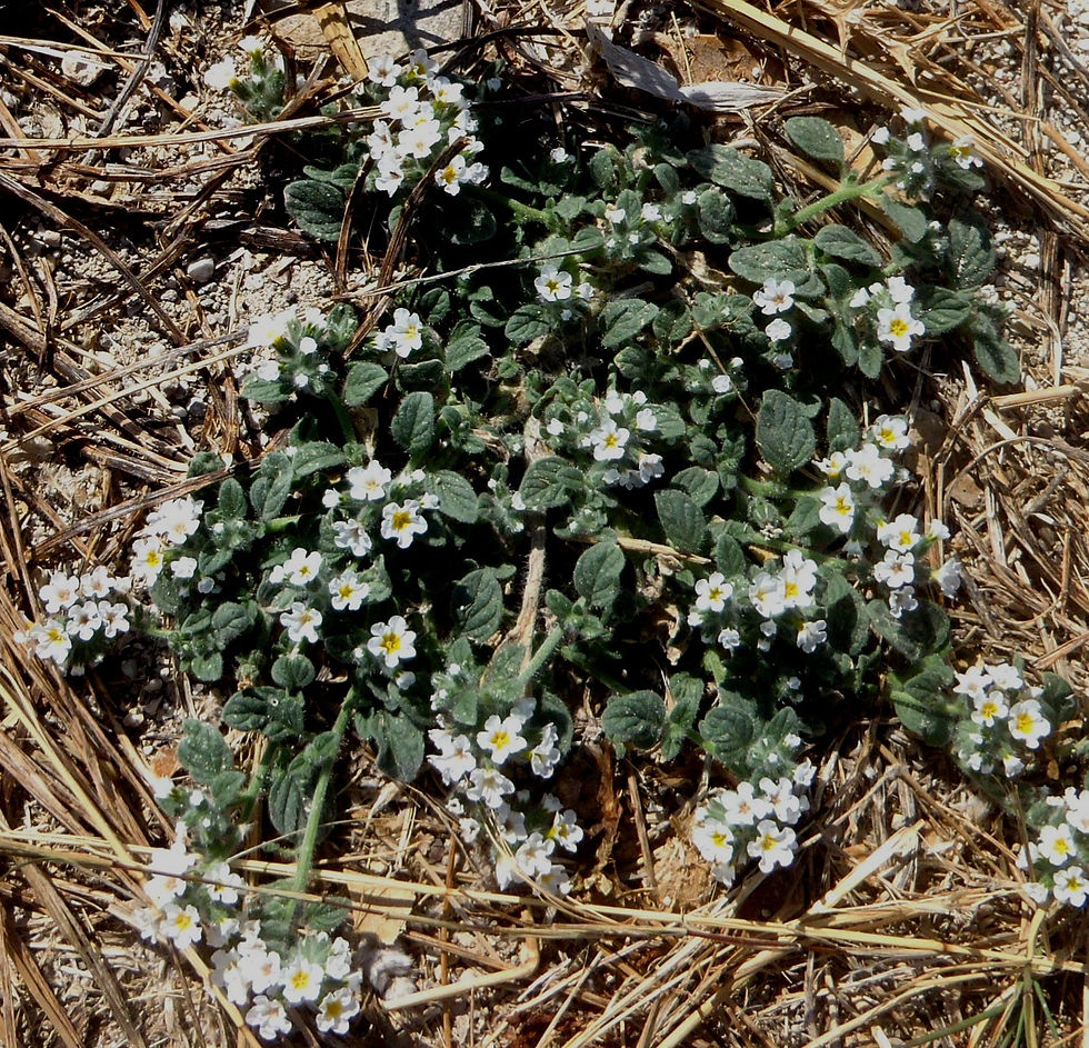 Heliotropium europaeum