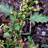 Scrophularia lucida