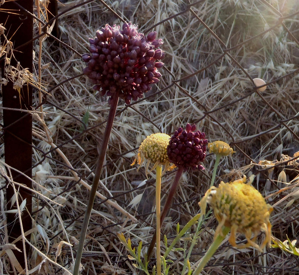 Allium scorodoprasum