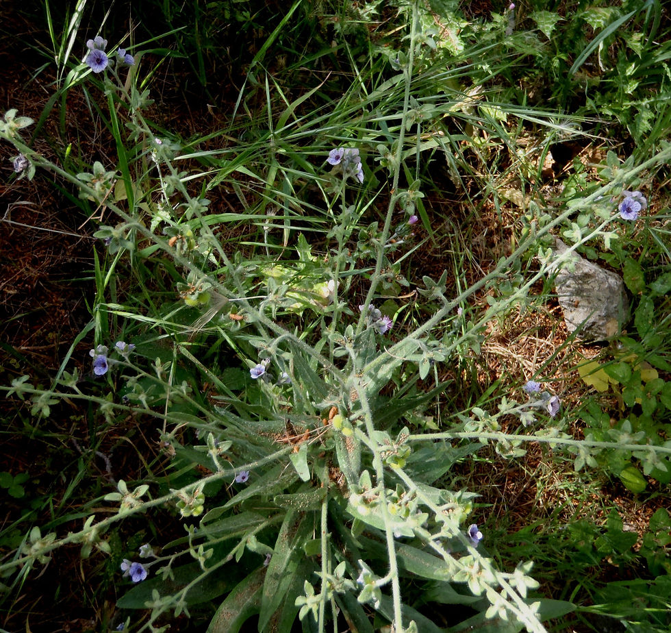 Cynoglossum creticum