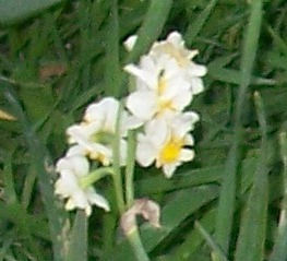 Narcissus tazetta