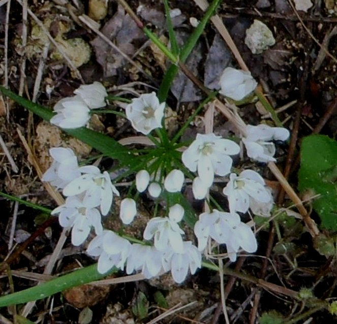 Allium neapolitanum