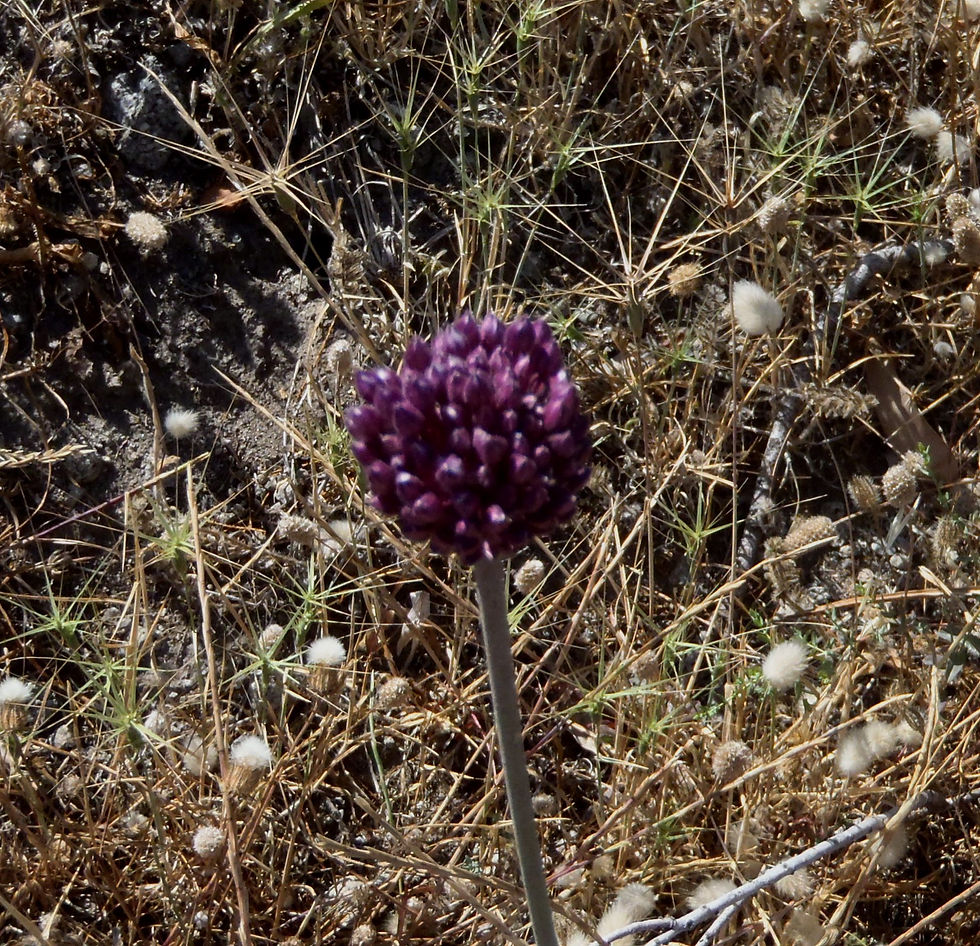 Allium ampeloprasum