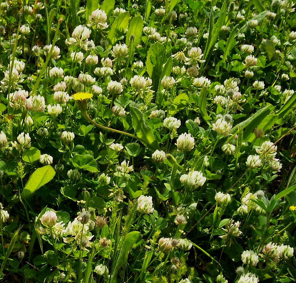 Trifolium nigrescens