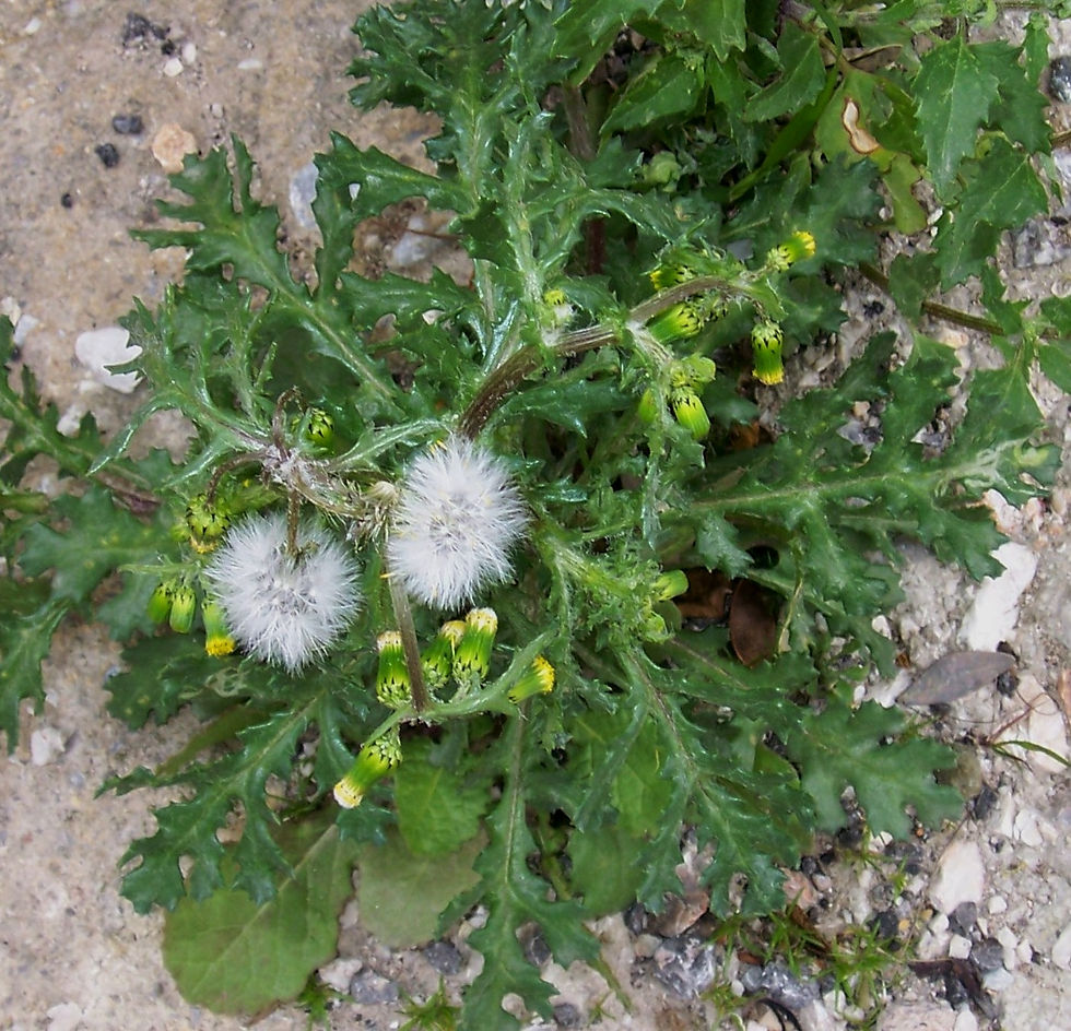 Senecio vulgaris