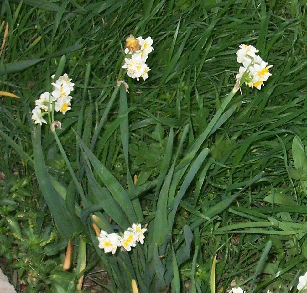 Narcissus tazetta