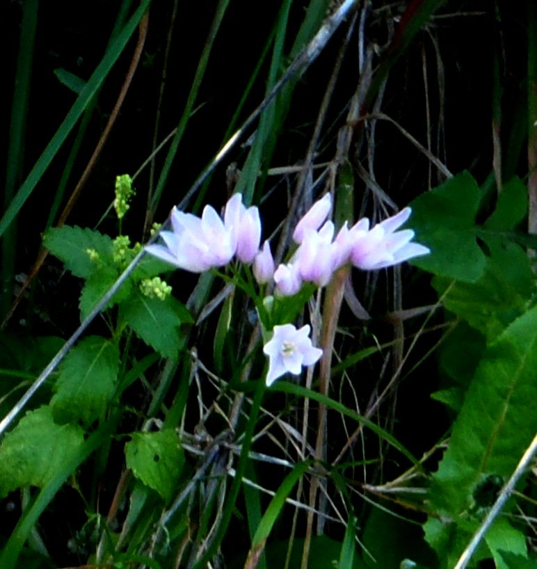 Allium roseum