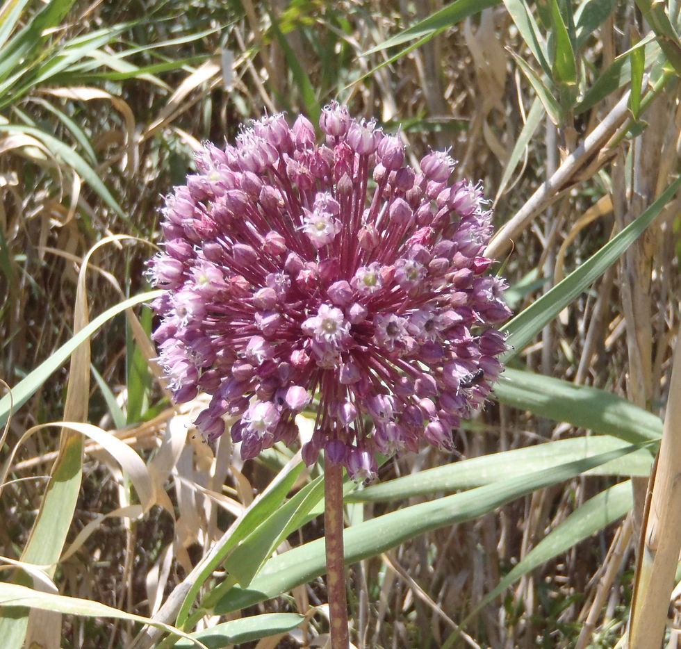 Allium ampeloprasum