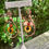 Thumbnail: Shells of red & black earrings