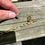 Thumbnail: Golden Sea necklace