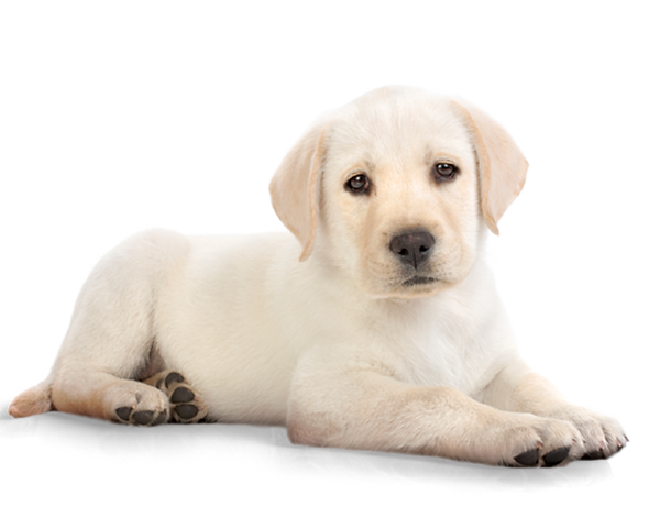 Um cachorro deitado