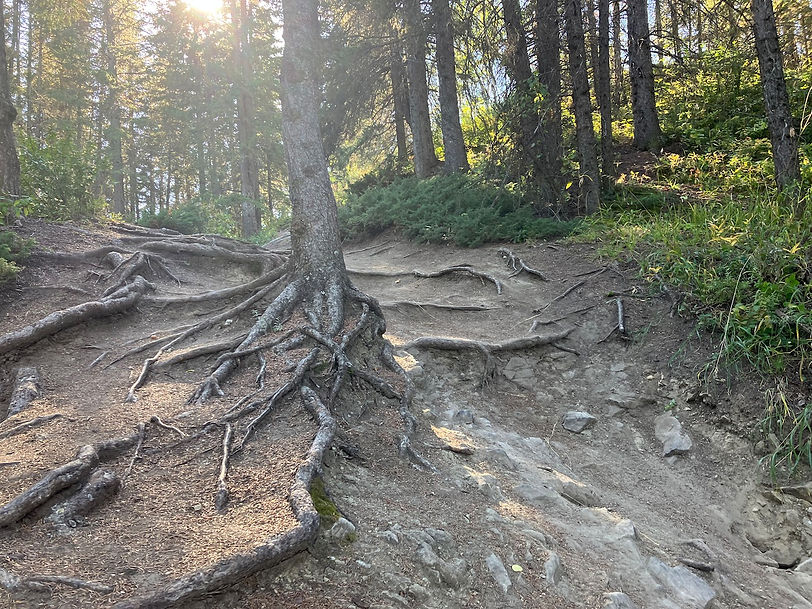 finding-connection-fish-creek-park-tree-art-bark-leaves-og2.jpeg