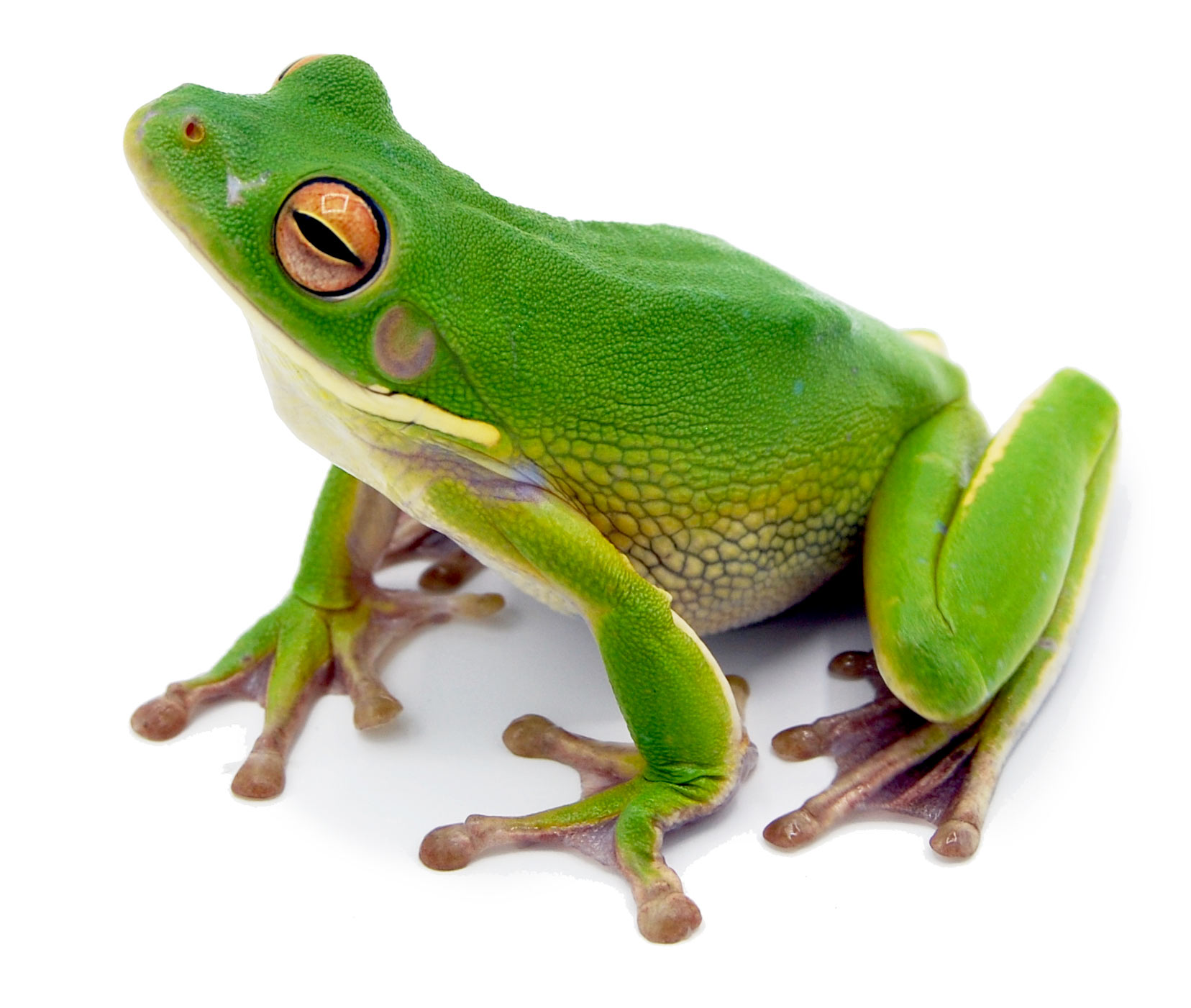 frog_2.jpg