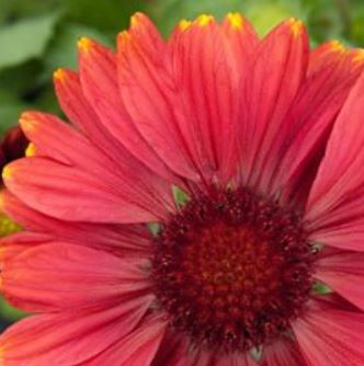 Arizona Red Shades Gaillardia