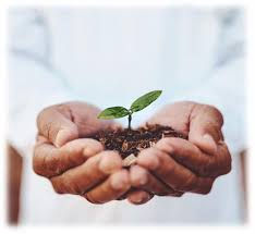 Why Planting a Tree Is an Act of Love