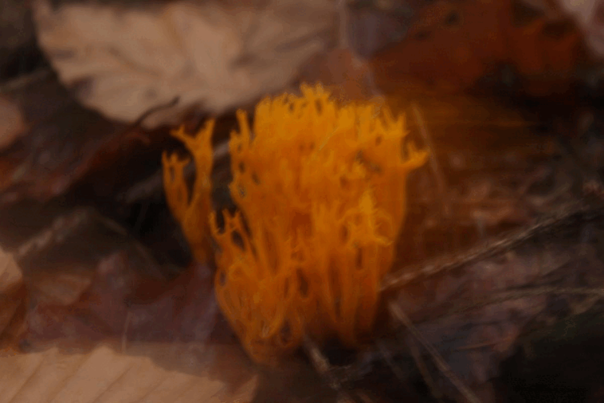 jakoby kuřátka.gif