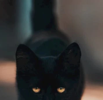 Chat Perdu Votre Annonce En Video Dans Votre Quartier Trouvemonchat Com Chat Perdu Votre Annonce En Video Dans Votre Quartier Trouvemonchat Com
