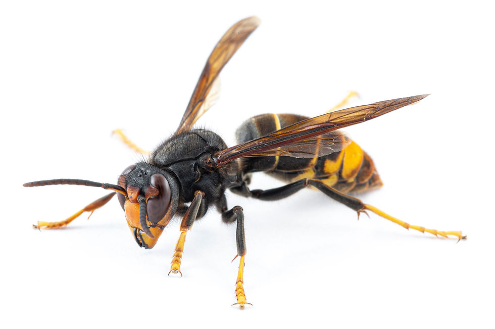 Asian hornet sussex