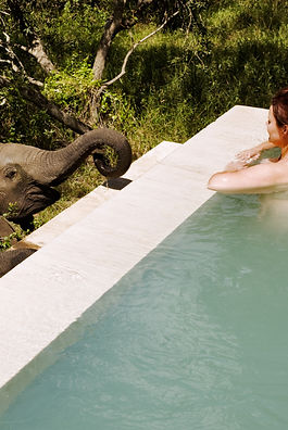 elefant_edited_edited.jpg