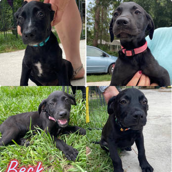 Lab mix puppies