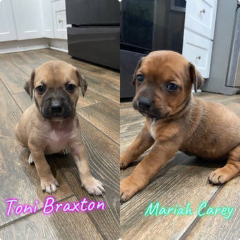 R&B Puppies