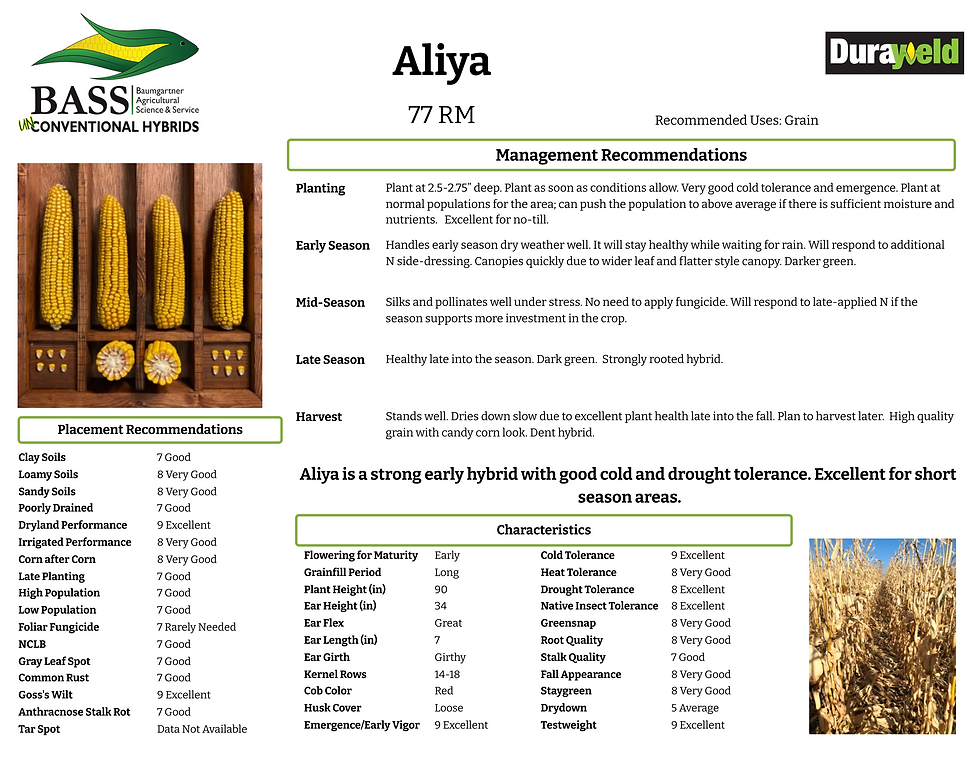 077 Aliya 20260831.png