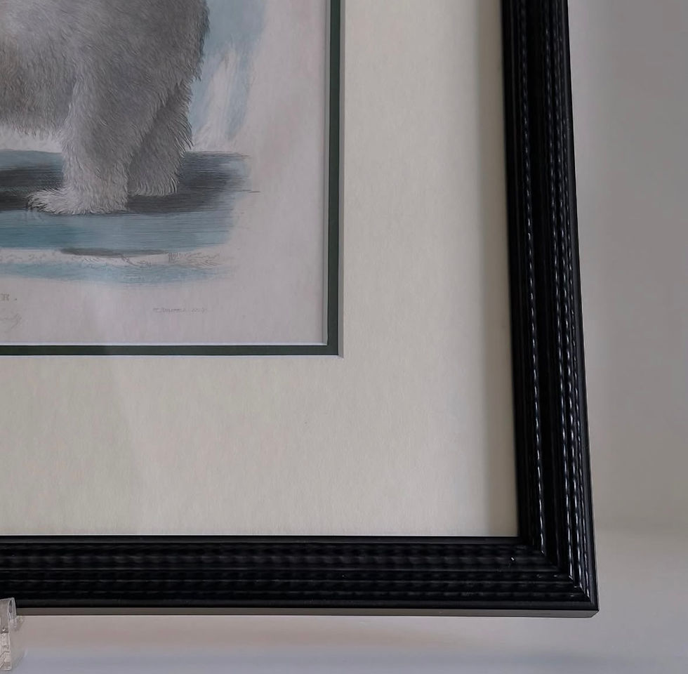Thumbnail: A Framed Hand Coloured Print of a Polar Bear, c.1860