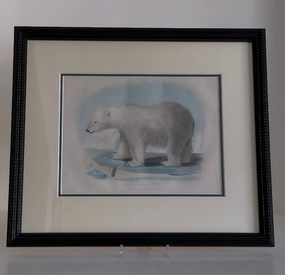 Thumbnail: A Framed Hand Coloured Print of a Polar Bear, c.1860