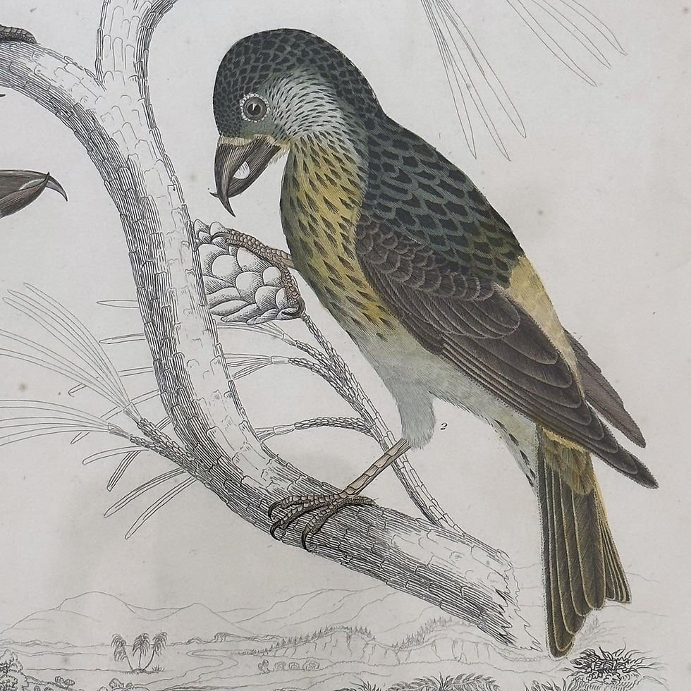 Thumbnail: A Coloured Lithograph of Five Crossbills by Captain Thomas Brown, c.1850