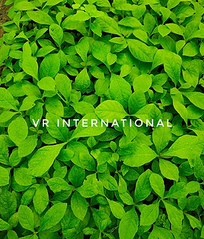 vr-tissue-cultured-teak 7.jpeg
