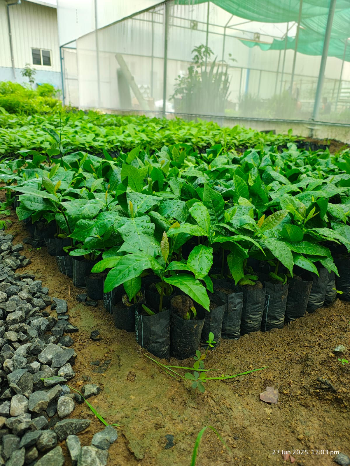 7x7 Inch UV-Stabilized Black LDPE Nursery Poly Bags (65 Micron / 260 Gauge)
