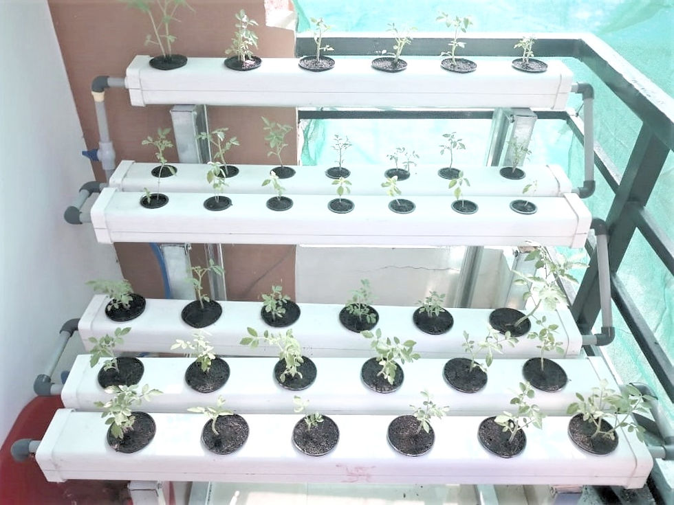 Thumbnail: Domestic  Hydroponics System NFT-40
