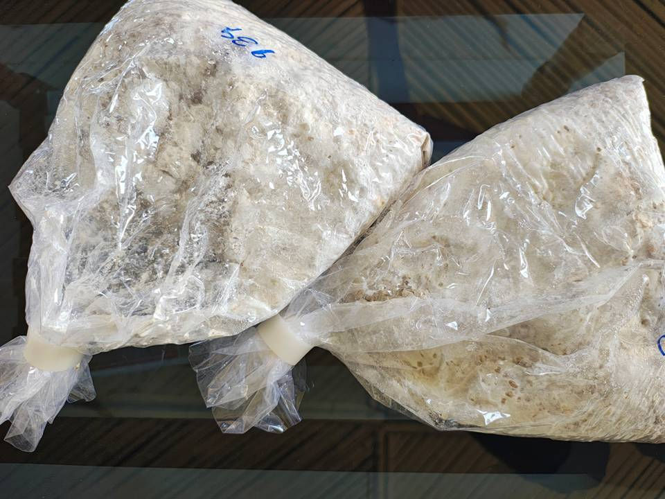 Thumbnail: White Oyster Mushroom (Pleurotus florida) Grain Spawn