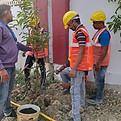 vr-international-avenue-tree-plantation-india.jpeg