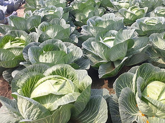 drumhead cabbage farming india.JPG