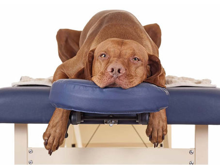 Come capire quando il proprio cane soffre di problematiche articolari? 