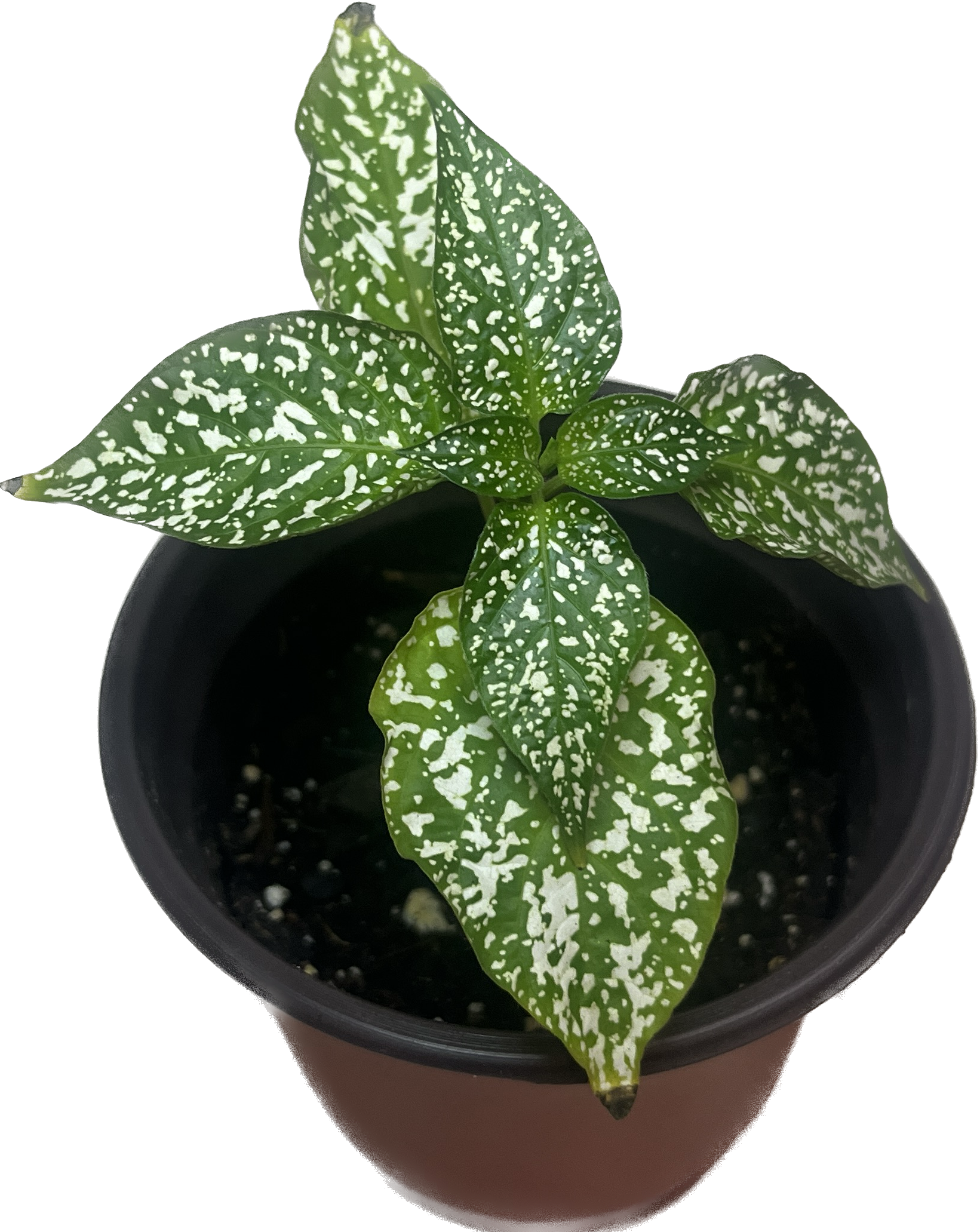 Poka dot plant