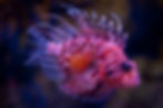 Lionfish