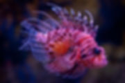 Lionfish