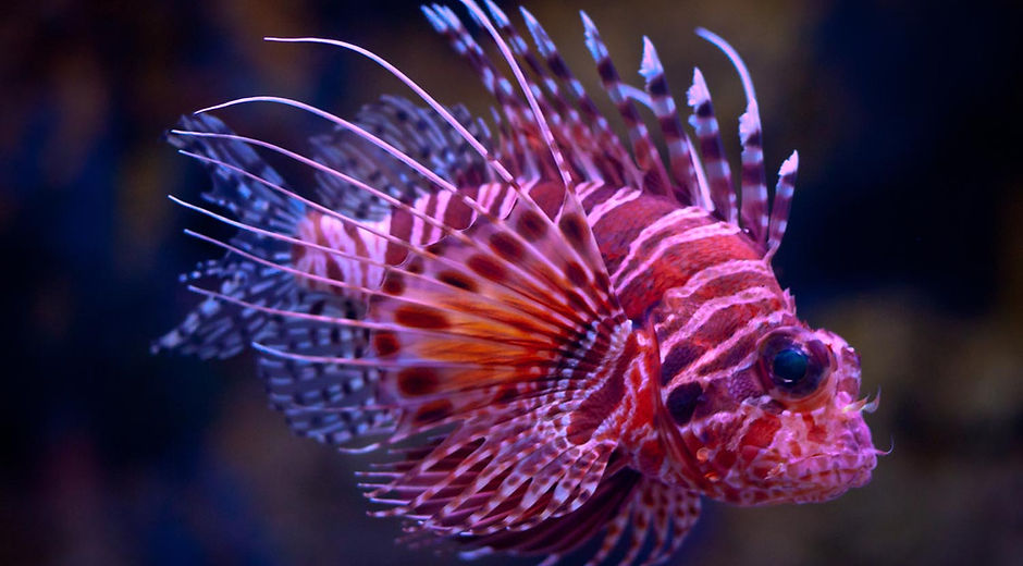 Lionfish