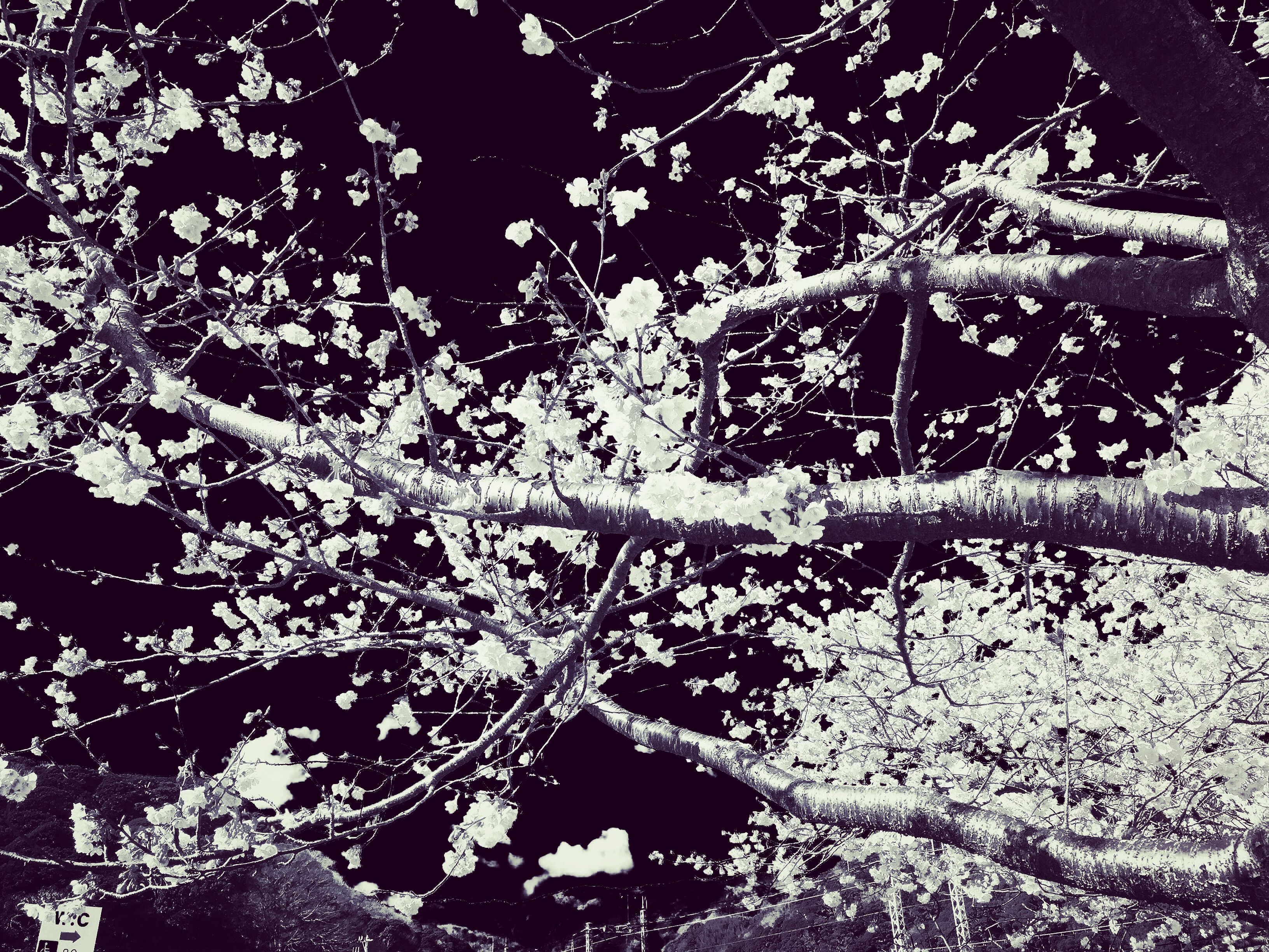 心の桜