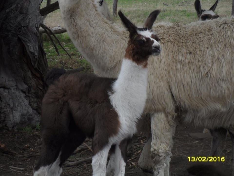 Benita daughter of Bowie and Burnbrook Zascar DOB 08022016
