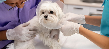 Pet Surgery, x-ray, internal medicine