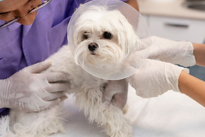 Pet Surgery