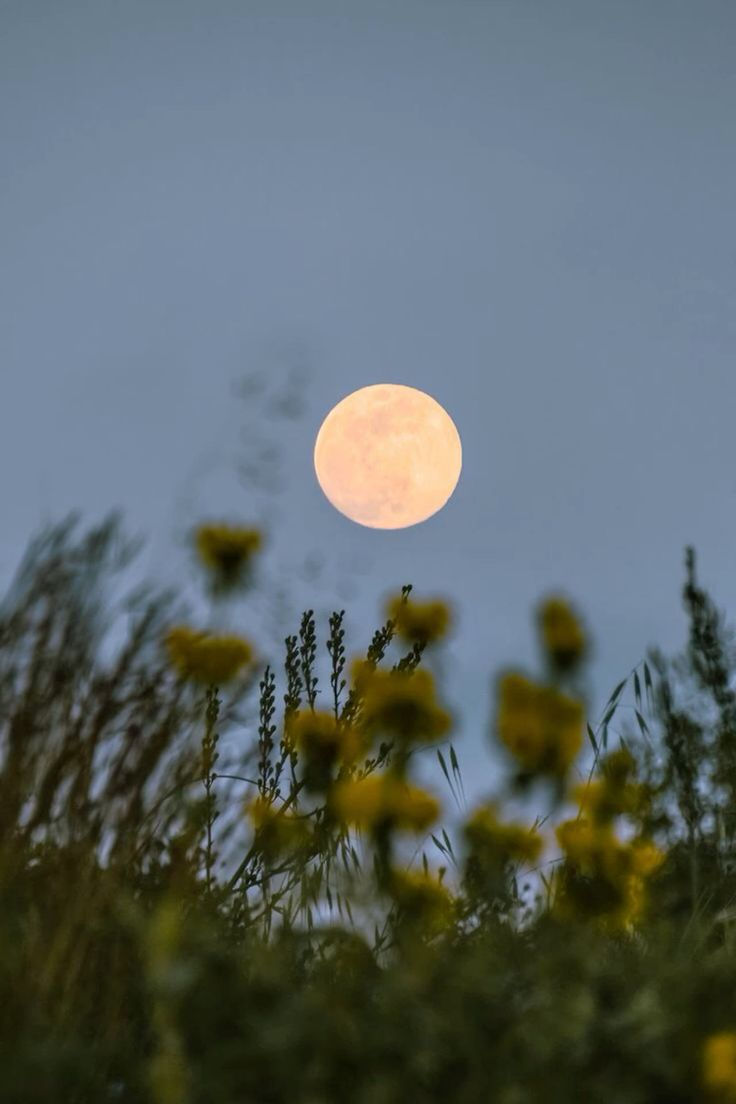full moon in wildflowers