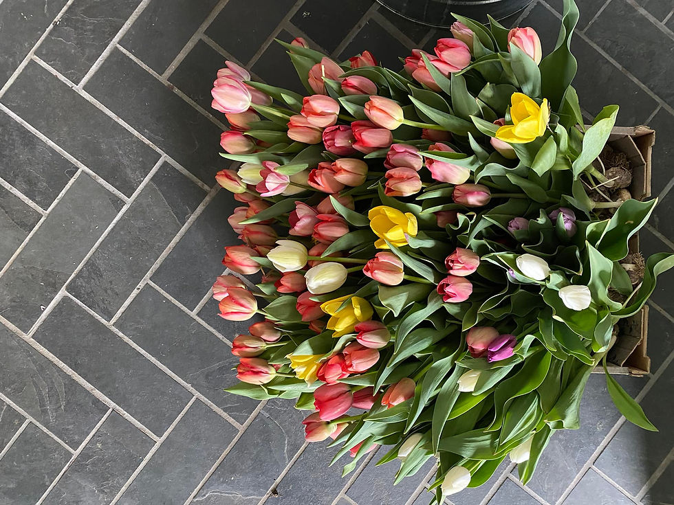 Thumbnail: Tulips