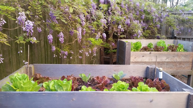 Growing Your Own Food