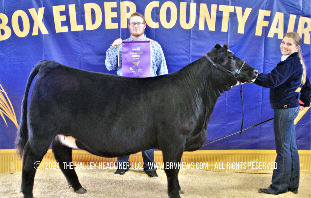 BOX ELDER COUNTY FAIR 2021 BEJL Beef Heifer Show Deweyville miss